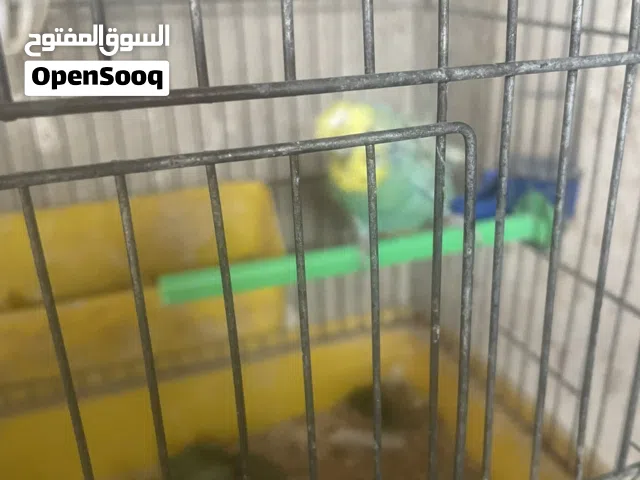 عصافير حب هوجو