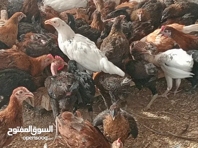 chickene for oman