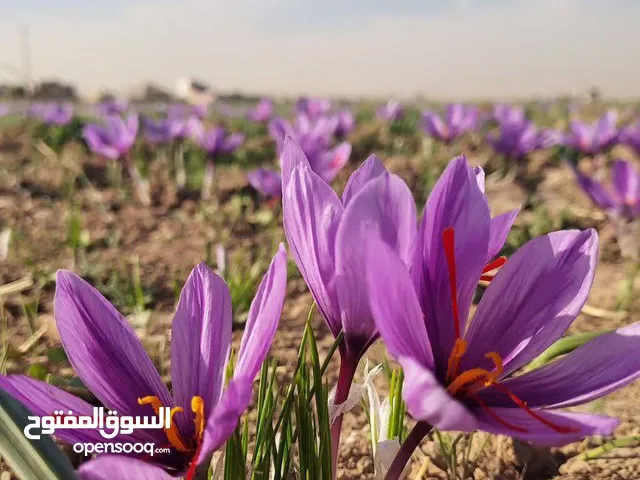 زعفران أصیل من خراسان – إيران