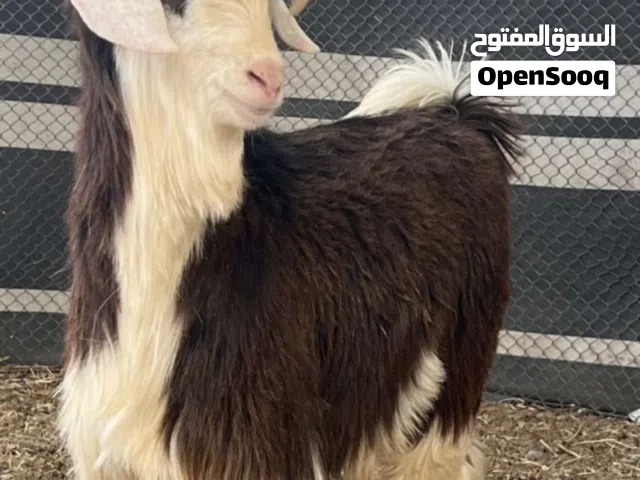 للبيع ذبائح الدار