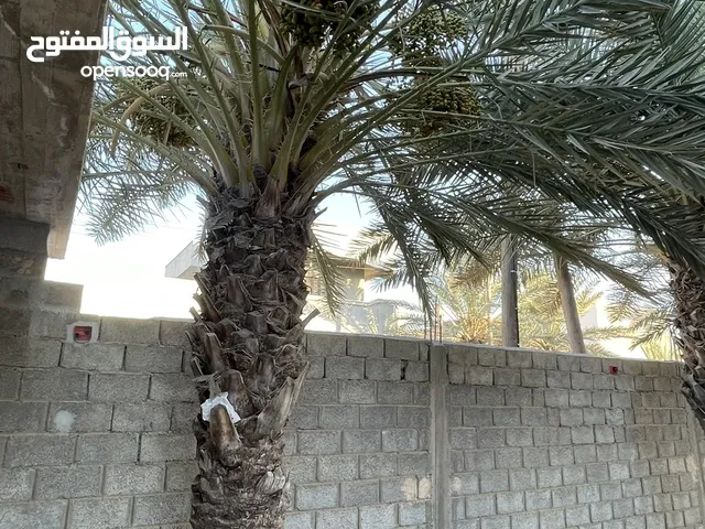 نخل حلاوي او برنسي او حمروني