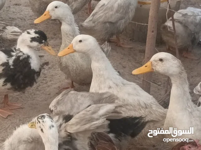 بشوش للبيع عدد 18