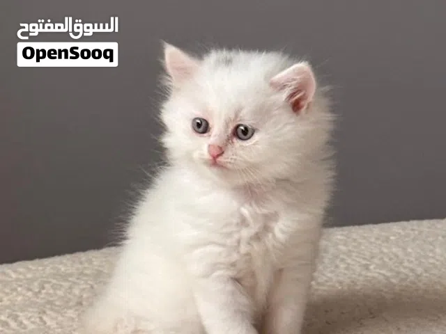 قطة  للبيع مع جميع ملحقاتها