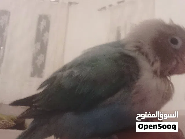 فرخ فيشر مروض فل