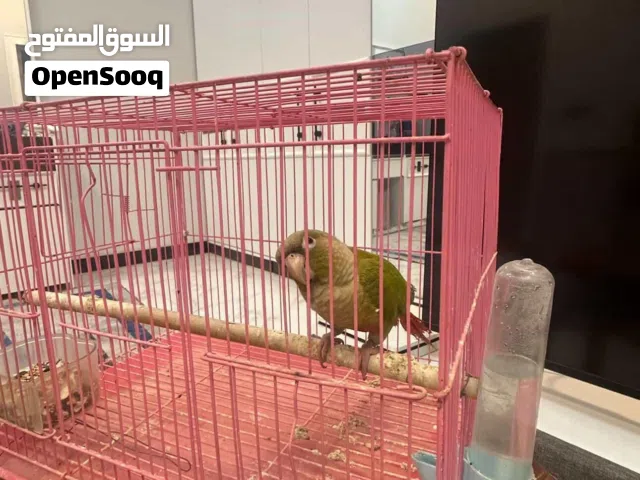 كنيور اليف