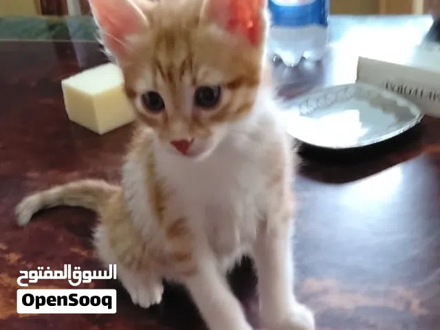 اربع قطط لتبني