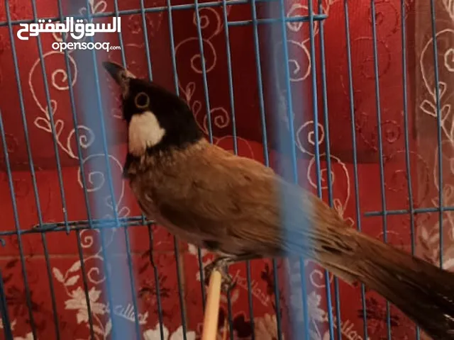 بلبل يغرد مع القفص