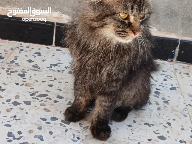 قط شيرازي للبيع
