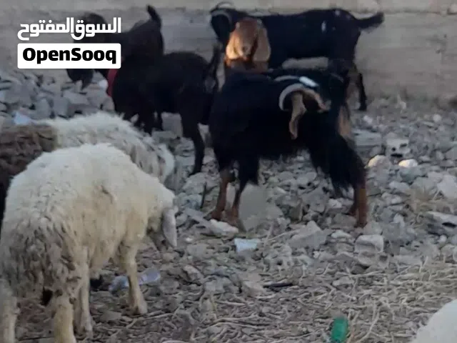ماعز ثنايا