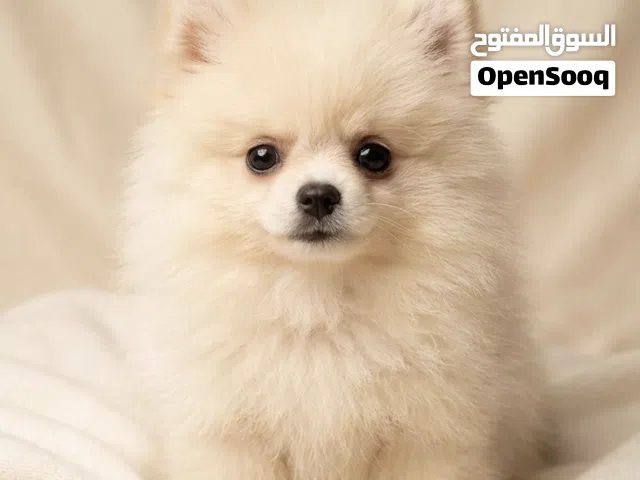 Russian Female Pomeranian