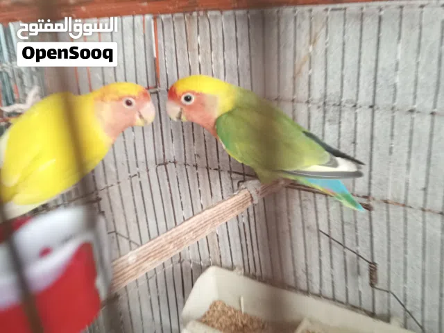 كوبية مصوقرة بفروخهم  للبيع