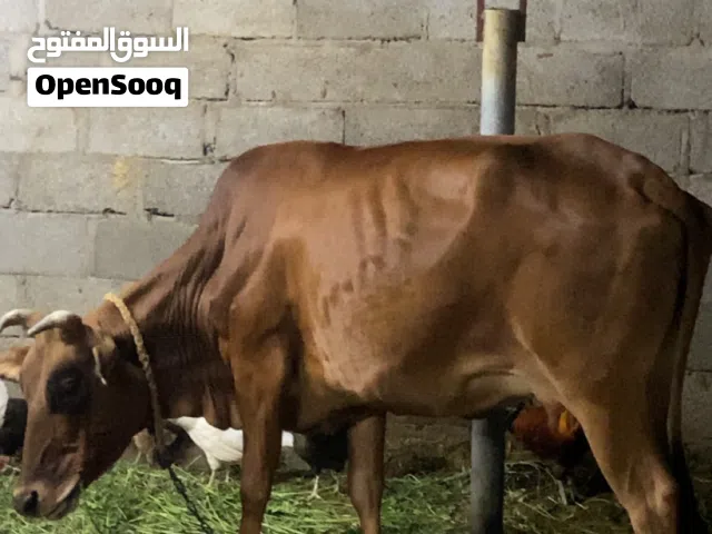 بقرة بنية اللون