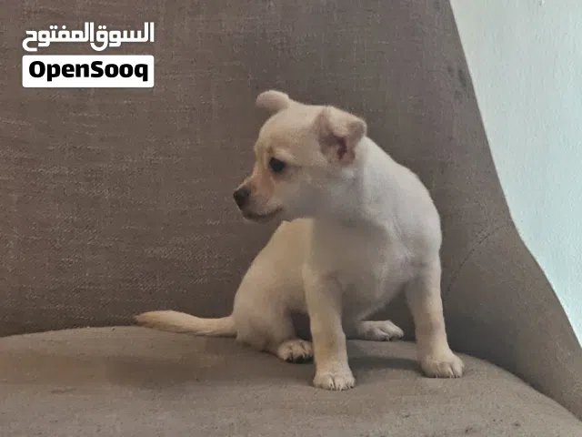 Female 3 months old chewawa for sale  negotiable