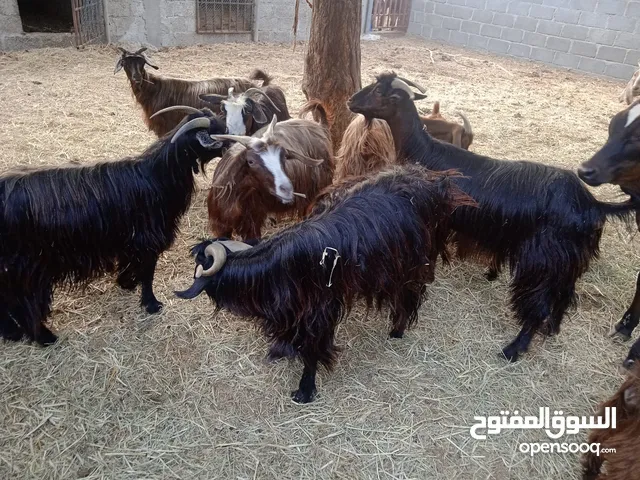 للبيع اغنام في الرميس
