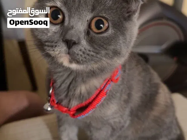 Scottish fold mix British shorthair cat for sale
