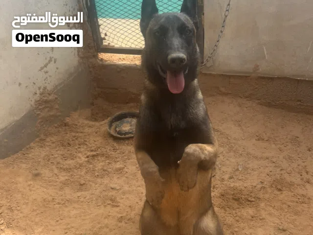 كلب مالينو