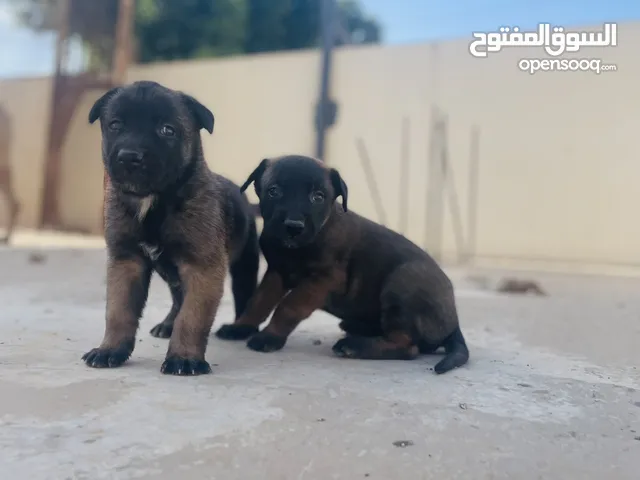 السلام عليكم متوفر جراوي مالينوا حاجه صح تصوير بوهم وامهم دم ربي يبارك عمر 36
