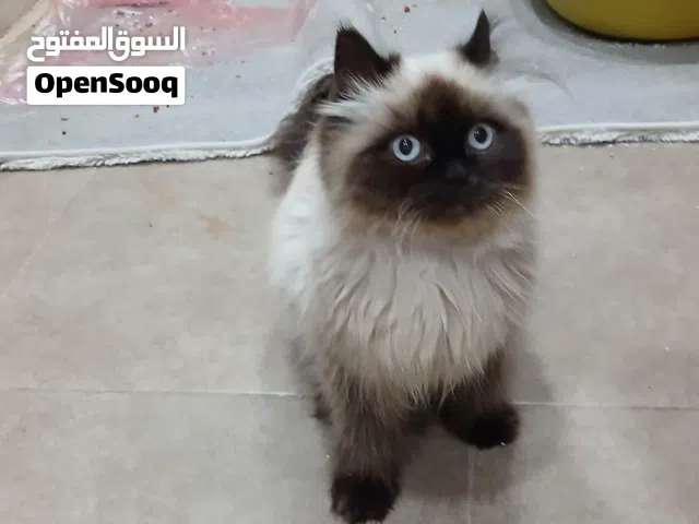 قطة هملايا عمر 5 أشهر  ذكر  ماخدة جميع المطاعيم  صحة ممتازة اليفة جداً