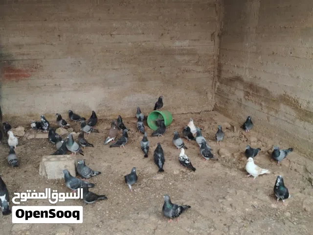 حمام بلدي للبيع