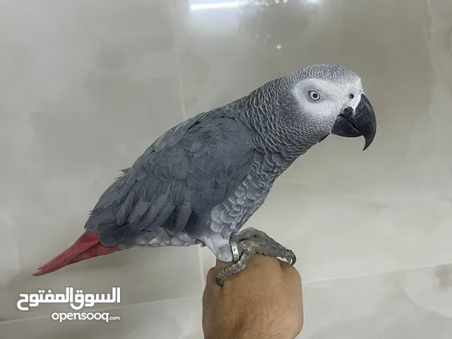 ببغاء كاسكو متكلم و أليف دبل جامبو
