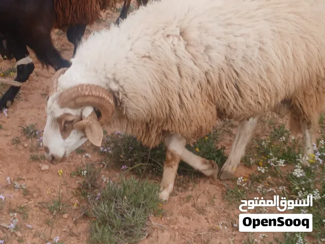 السلام عليكم خروف البيع