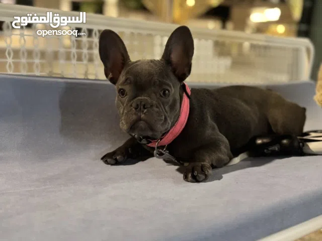 French Bull Dog - 8 Months
