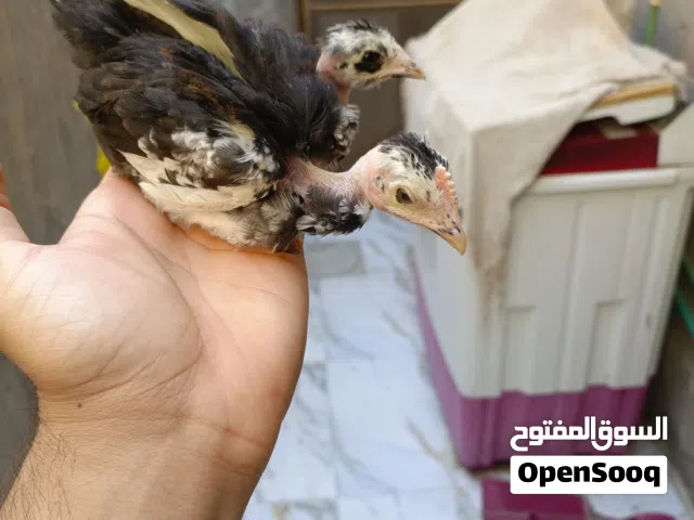 زوج ابو ركيبه. العمر شهر. صحه فول