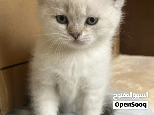 كيتن للبيع