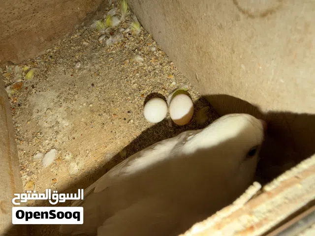 زوجين روز منتجين