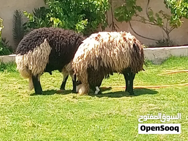 زوز خرفان الله يبارك