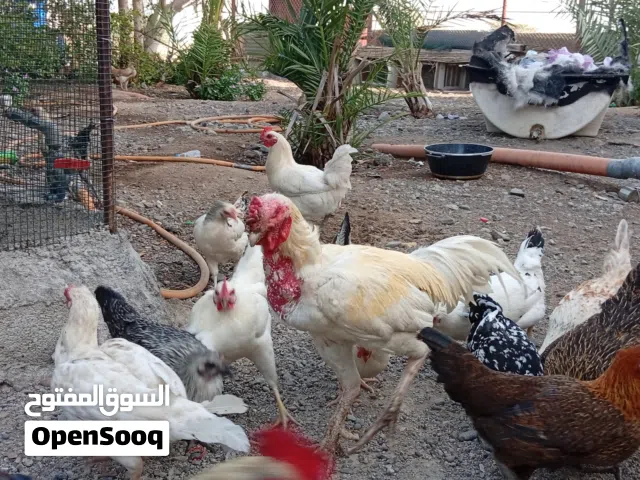 البيع تيك بكستانى اصل لو البدال