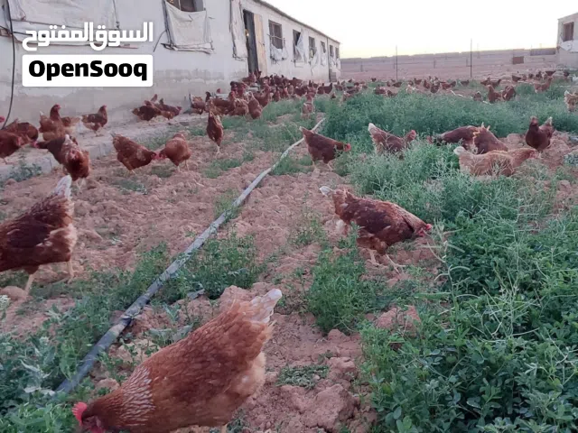 جاج احمر براون