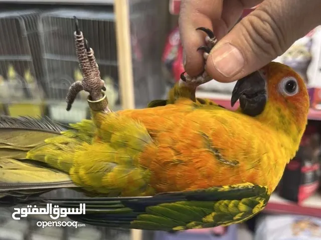 ببغاء اليف جدا بتنادي عليه بيجي طيران