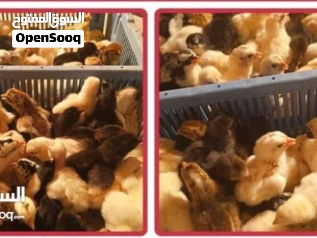 صيصان عماني تهجين صيصان تهجين فرنسي. يتوفر توصيل جميع مناطق السلطنه التواصل واتساب ...