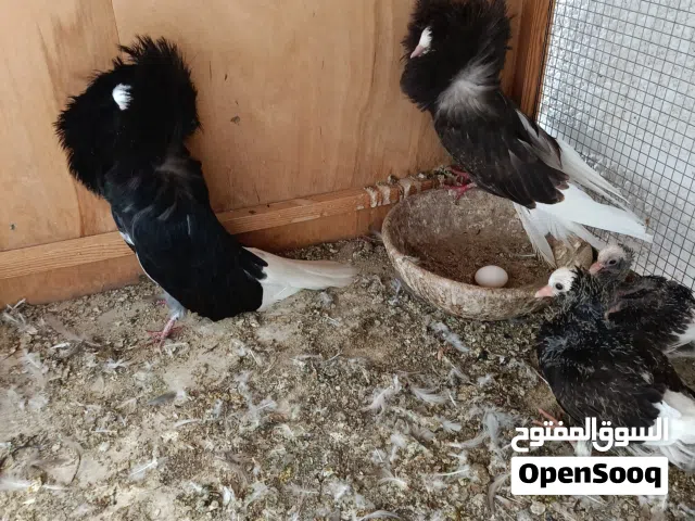 جوز جكوبين بعياله