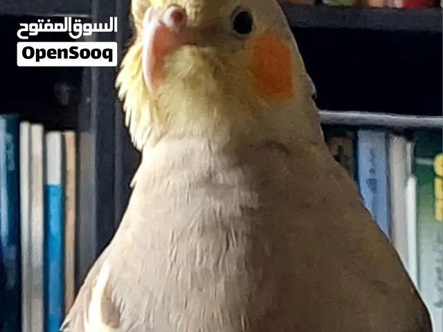 طيور كوكتيل