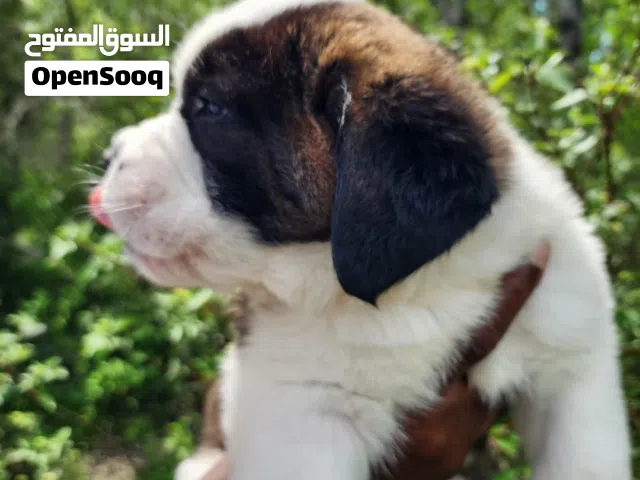 Purebred Saint Bernard Puppy – Healthy, Fluffy & Ready for a Loving Home