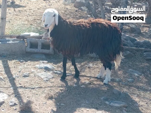 حمله للبيع سمين وطعيم مطلوب 100قابل للتفاوض