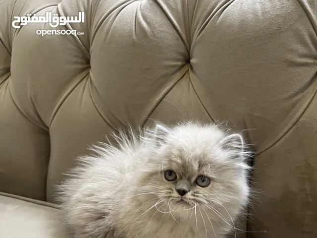 قطه هملايا بلو