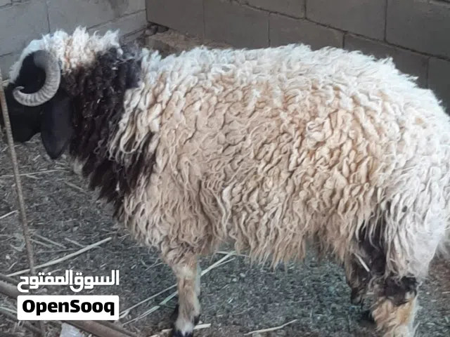 اطلي للبيع وزن ثقيل