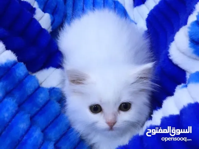 قطط البيع  شيرازي
