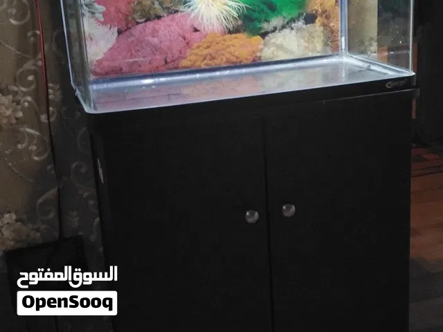 حوض سمك fish