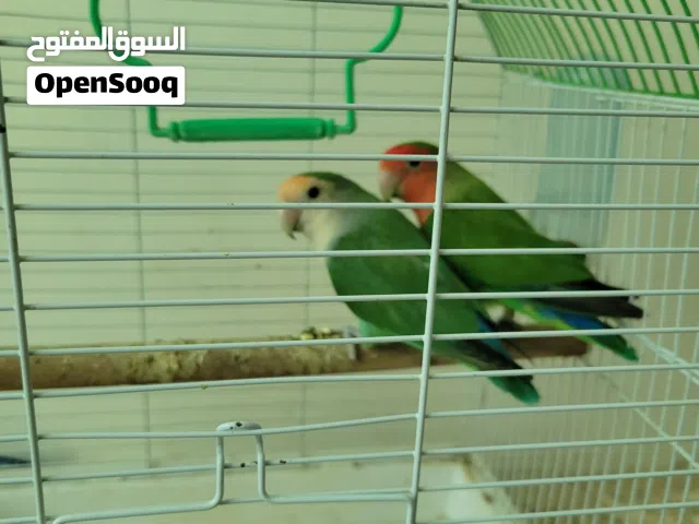 ببغاوات روز