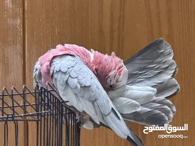 كوكاتو قالا ( أليف هدد متكلم )