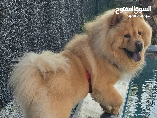 تشاو تشاو ذكر