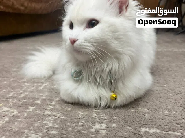 قط شيرازي بجنن للتبني بدون مقابل اهم شي مخافة الله فيه