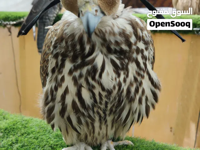 PLUS NINE SEVEN ONE, FIVE FOUR, FIVE NINE ZERO, SEVEN FIVE EIGHT FIVE