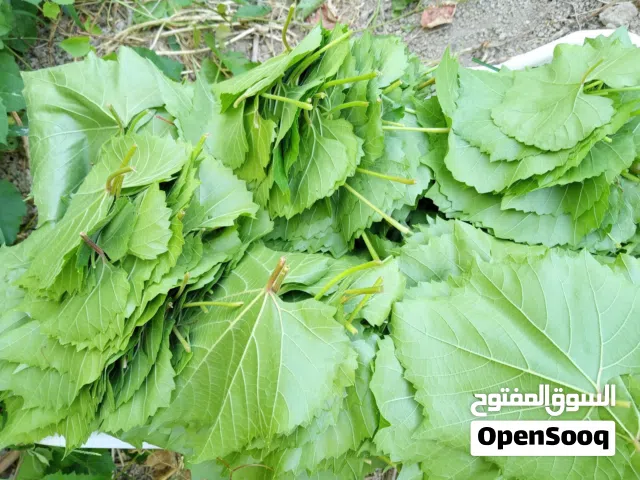 ورق دوالي أمريكي أخضر