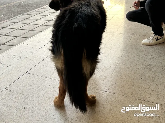 كلب جيرمان شرف