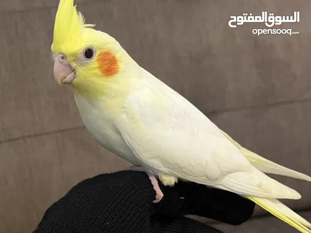 ببغاء الكروان فرخ